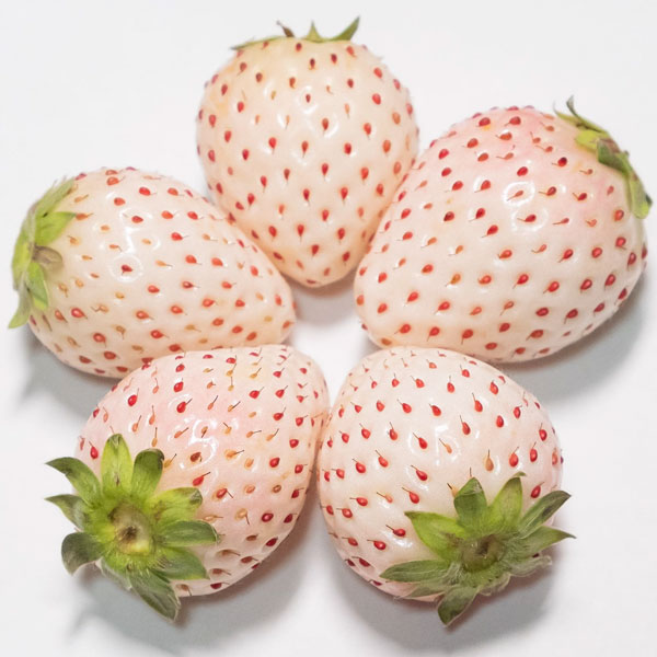 Flamingo Strawberry